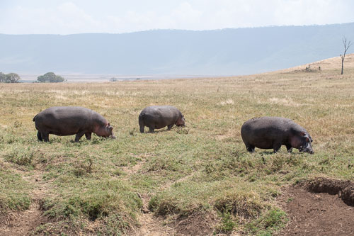 Common Hippopotamus (Flusspferd) _HMR5931.jpg