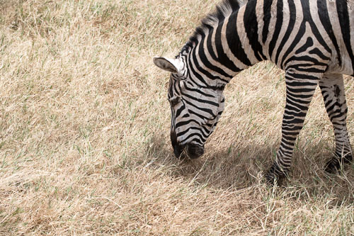 Plains Zebra (Steppenzebra) _HMR5943-180803-2492.jpg
