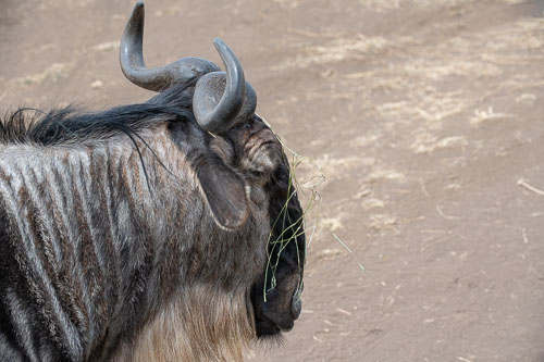 Wildebeest (Streifengnu) _HMR5945.jpg