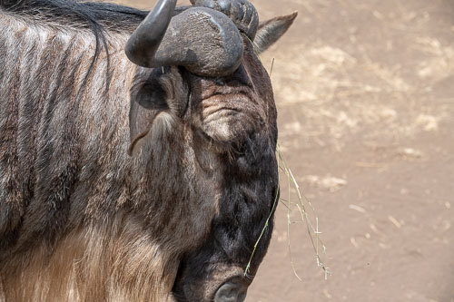 Wildebeest (Streifengnu) _HMR5955.jpg