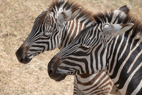 Plains Zebra (Steppenzebra) _HMR5968.jpg