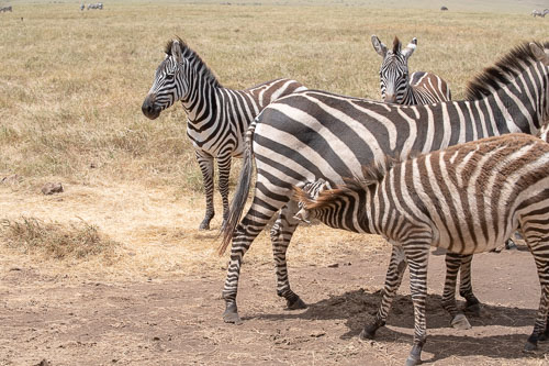 Plains Zebra (Steppenzebra) _HMR5972.jpg