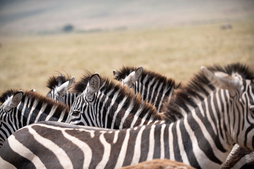 Plains Zebra (Steppenzebra) _HMR5975-180803-2495_v1.jpg