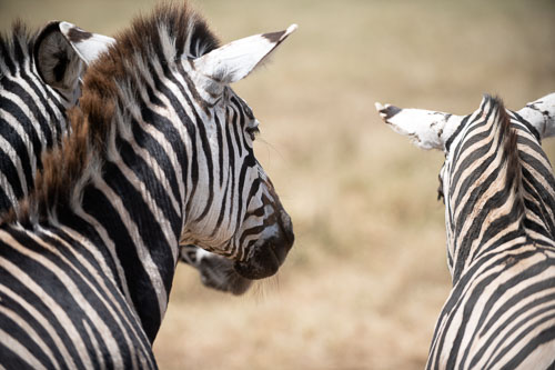 Plains Zebra (Steppenzebra) _HMR5984-180803-2497.jpg