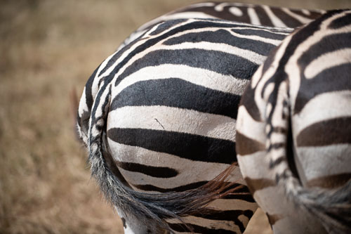 Plains Zebra (Steppenzebra) _HMR5985-180803-2498.jpg
