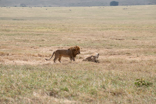 Lion (Löwe) _HMR5991.jpg