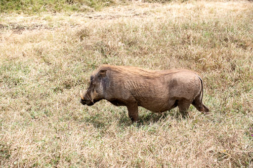 Common Warthog (Warzenschwein) _HMR5993-180803-2499.jpg