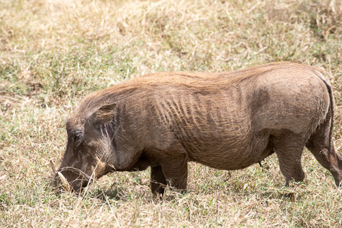 Common Warthog _HMR5995-180803-2500.jpg