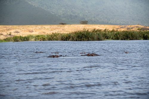 Common Hippopotamus (Flusspferd) _HMR6000.jpg