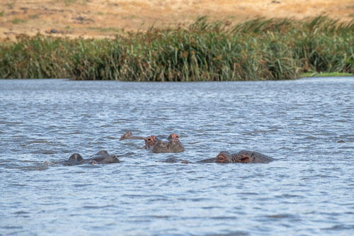 _HMR6004.jpg _HMR6004.jpg