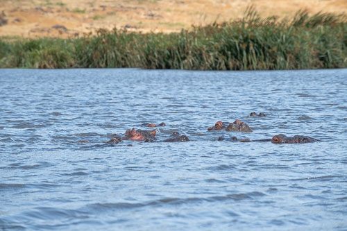 _HMR6011.jpg _HMR6011.jpg