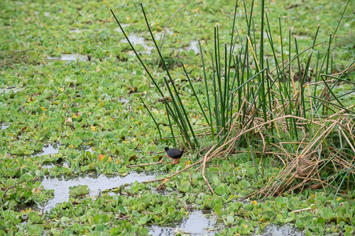 _HMR6045.jpg _HMR6045.jpg