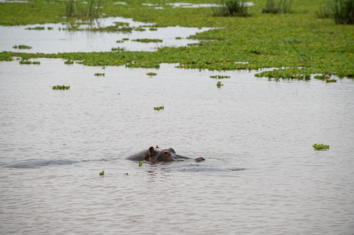 Common Hippopotamus (Flusspferd) _HMR6051.jpg