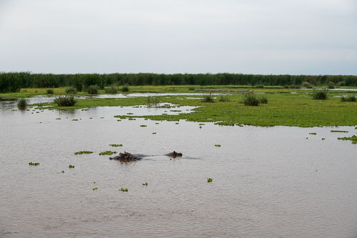 Common Hippopotamus (Flusspferd) _HMR6054.jpg
