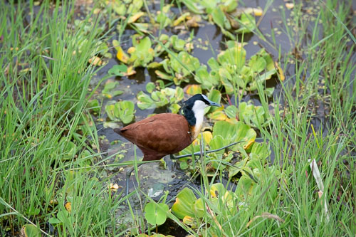 African Jacana (Blaustirn-Blatthühnchen) _HMR6058.jpg