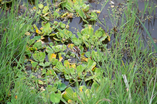 _HMR6062.jpg _HMR6062.jpg