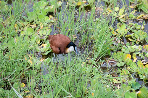 African Jacana (Blaustirn-Blatthühnchen) _HMR6064.jpg