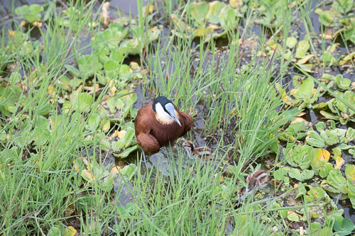 African Jacana (Blaustirn-Blatthühnchen) _HMR6065.jpg