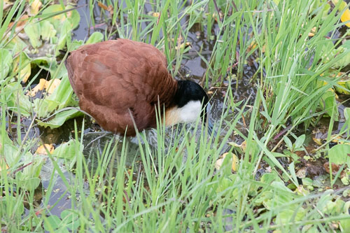 African Jacana (Blaustirn-Blatthühnchen) _HMR6067.jpg