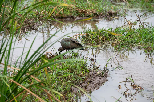 Hadeda Ibis _HMR6082.jpg