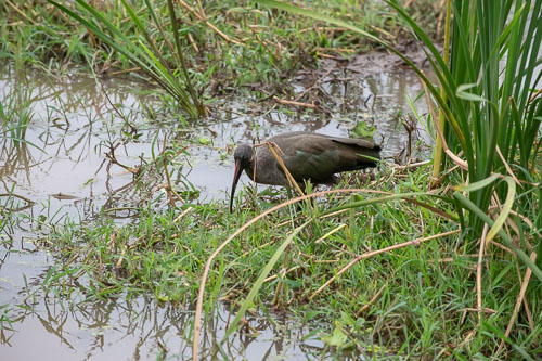 Hadeda Ibis _HMR6084.jpg