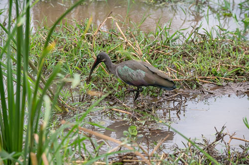 Hadeda Ibis _HMR6086.jpg