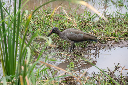 Hadeda Ibis _HMR6088.jpg