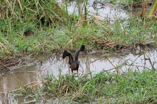 Hadeda Ibis _HMR6094.jpg