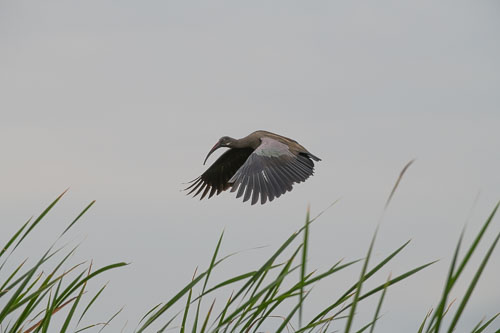 Hadeda Ibis _HMR6098.jpg