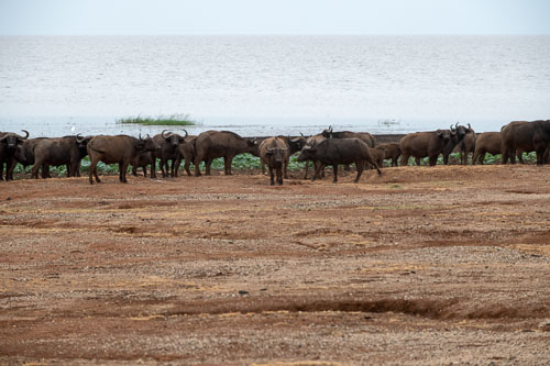 African Buffalo (Afrikanischer Büffel) _HMR6104-180804-2508-180804-2509.jpg