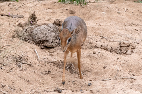 Guenther's Dic Dic _HMR6123-180804-2511.jpg