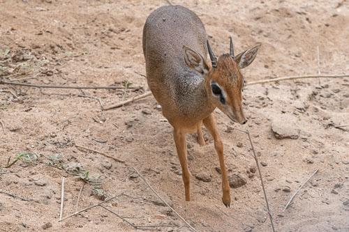 Guenther's Dic Dic _HMR6128.jpg