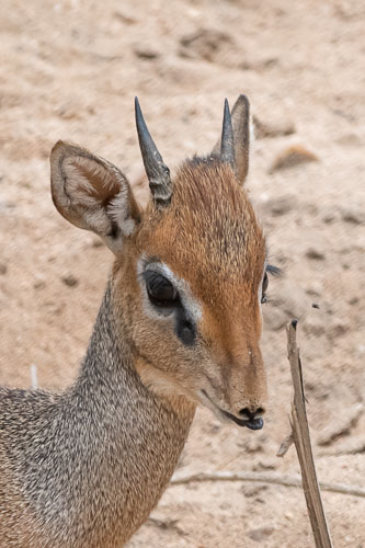 Guenther's Dic Dic _HMR6129.jpg