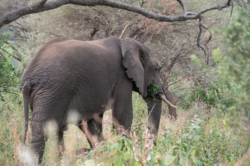 Elefant _HMR6134.jpg