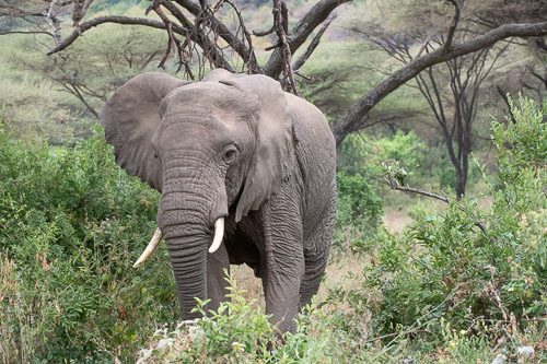 Elefant _HMR6136.jpg