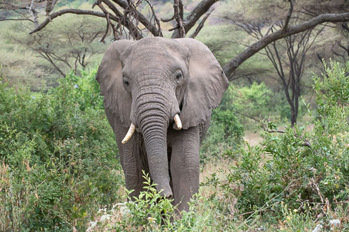 Elefant _HMR6137.jpg