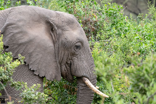 Elefant _HMR6138.jpg