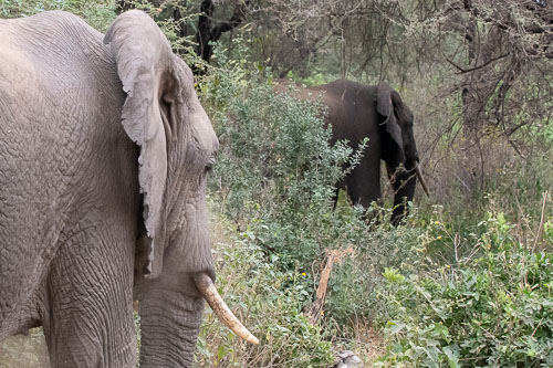 Elefant _HMR6140.jpg