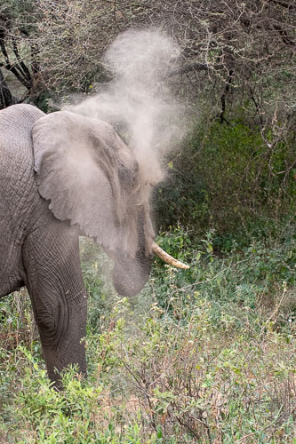 Elefant _HMR6141.jpg