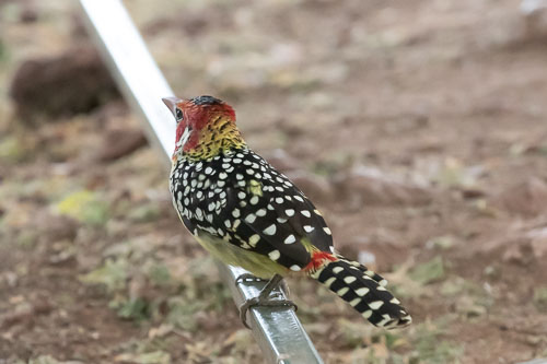 _HMR6150.jpg _HMR6150.jpg