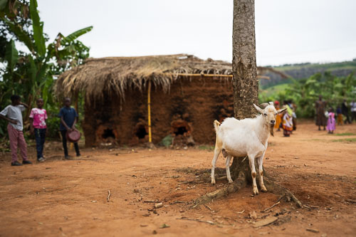 Unsere Ziege 2023-10-22_11-13-53__Z725896.jpg