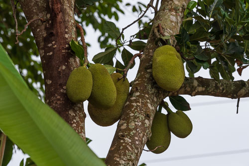 Jack Fruit 2023-10-22_11-16-47__D062431.jpg