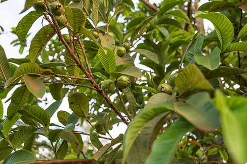 Selbstversorger 2023-10-22_17-19-56__Z725973-Verbessert-RR_Ext-0982.jpg