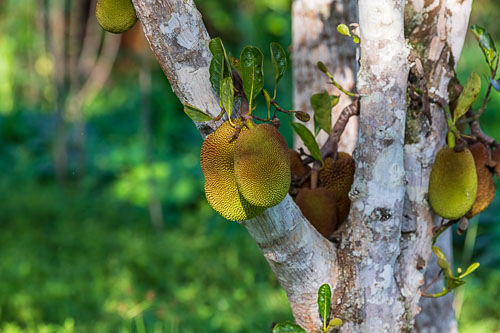 Jack Fruit 2023-10-23_16-18-42__D062581_Ext-1017.jpg