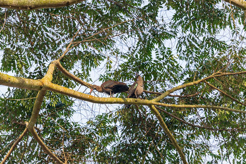 Ibis 2023-10-24_06-27-40__D062609_Ext-1031.jpg