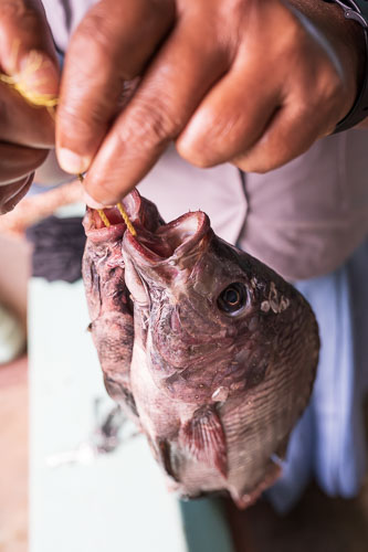 Fisch aus dem Victoria See 2023-10-24_13-14-20__Z726128-Verbessert-RR.jpg