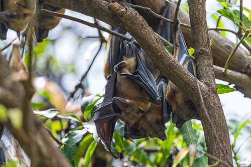 Flughunde 2023-10-27_11-31-20__D062779_Ext-1096.jpg