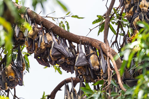 Flughunde 2023-10-27_11-33-30__D062788_Ext-1098.jpg