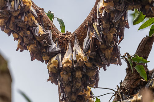 Flughunde 2023-10-27_11-37-01__D062792_Ext-1101.jpg