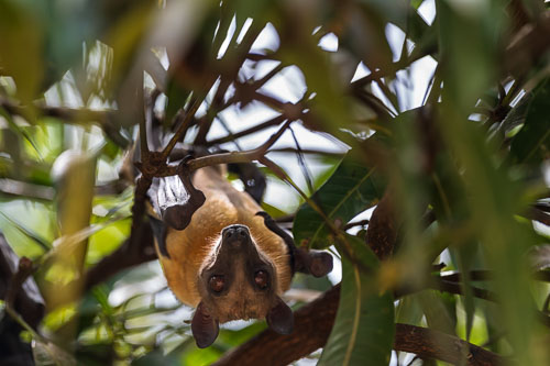 Flughunde 2023-10-27_11-39-31__D062803-Verbessert-RR_Ext-1105.jpg